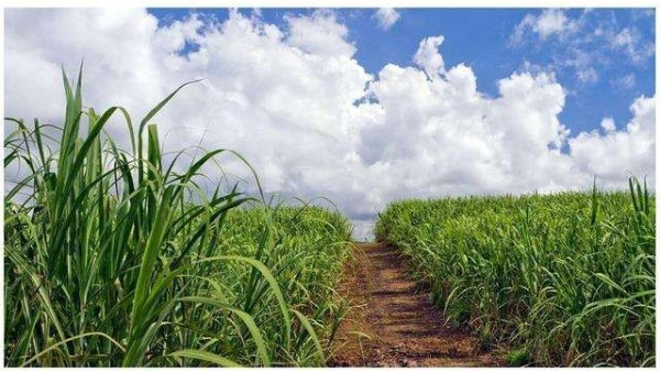 甘蔗和玉米做出的植物基聚酯纖維，環保又時尚